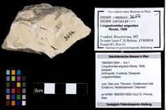 Foto (Objekt + Etiketten) von Longodromites angustus (Reuss, 1858) 